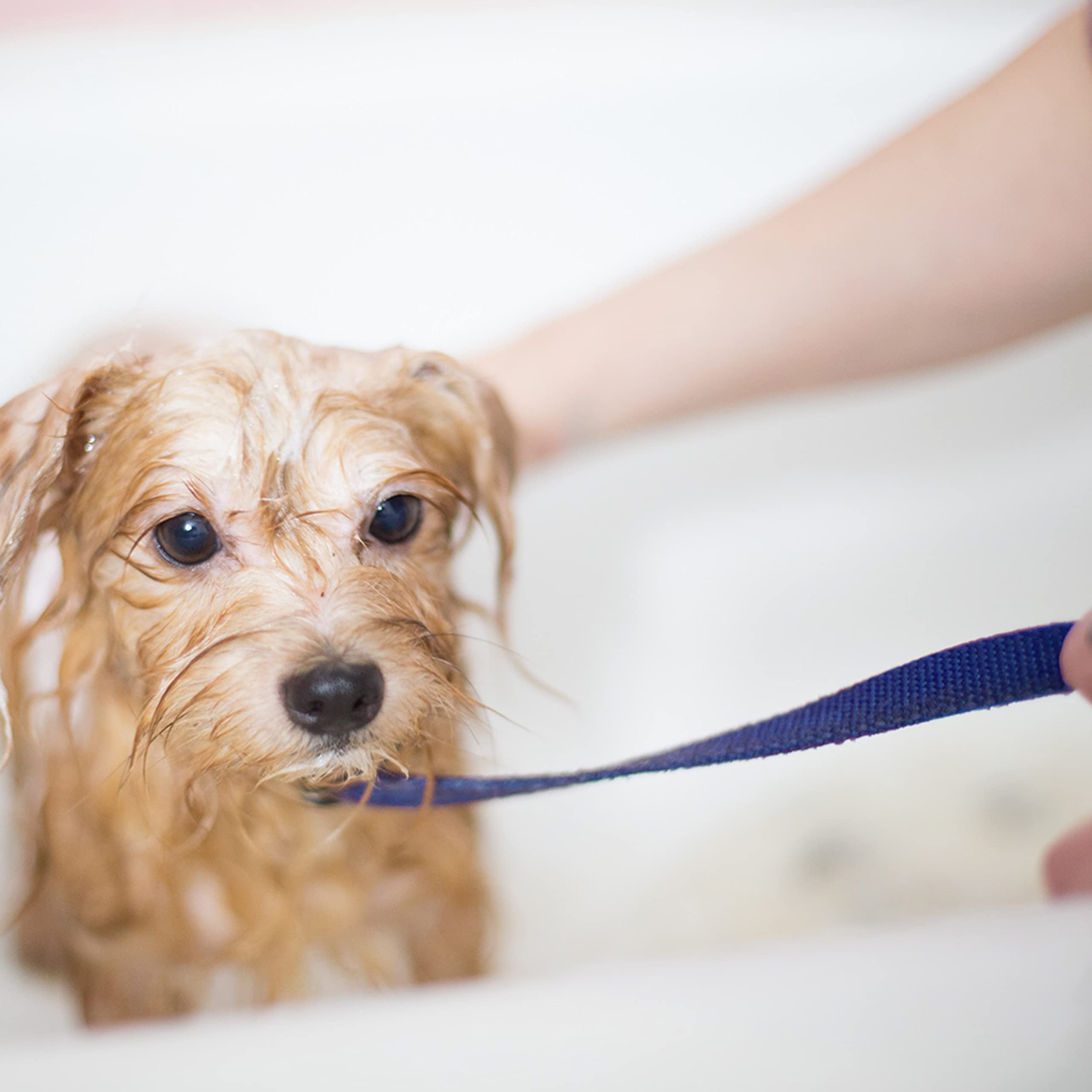 ATICNECH slip lead supports training sessions with versatile, adjustable slips for various dogs.