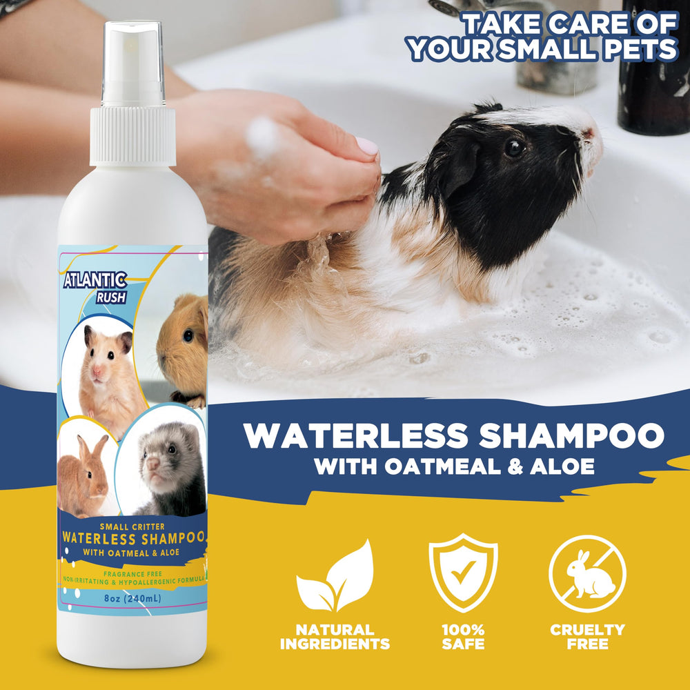 Guinea pig grooming with Atlantic Rush no-rinse shampoo.