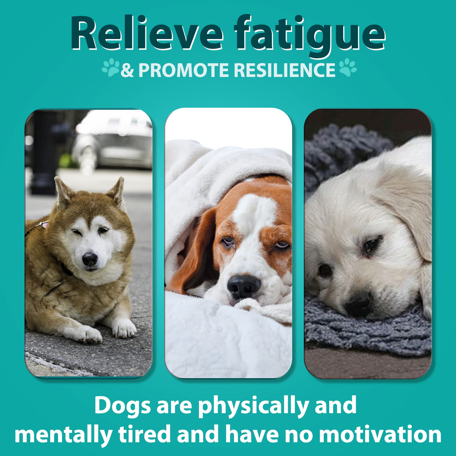 ATOANY dosing guide by weight helps owners plan daily servings
