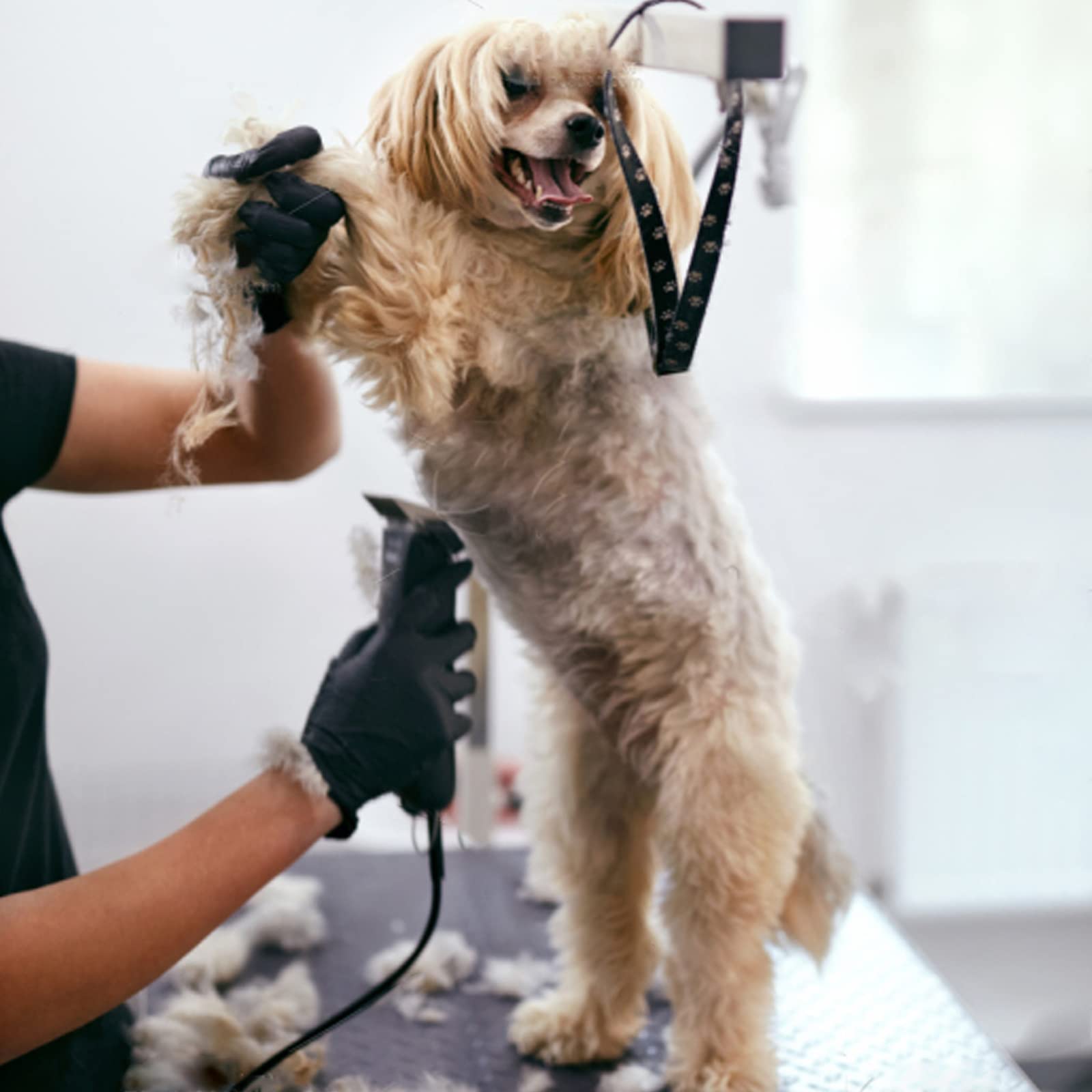 Audoc water-resistant design withstands damp grooming environments.
