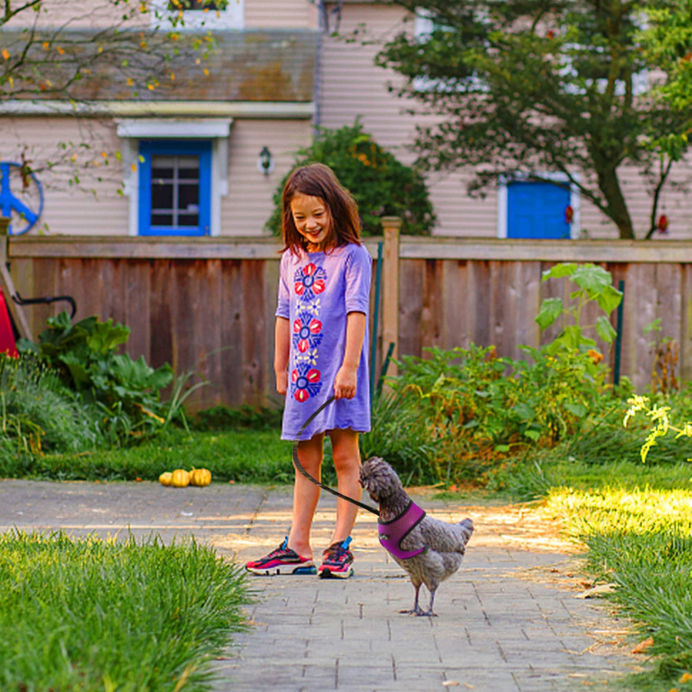 Aulock training kit ready for home or park strolls with small pets
