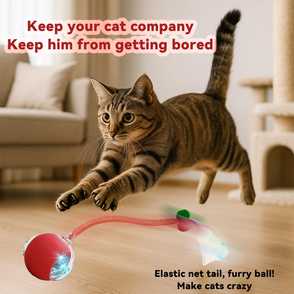 AUPJICX cat ball on carpet invites chase and exercise.