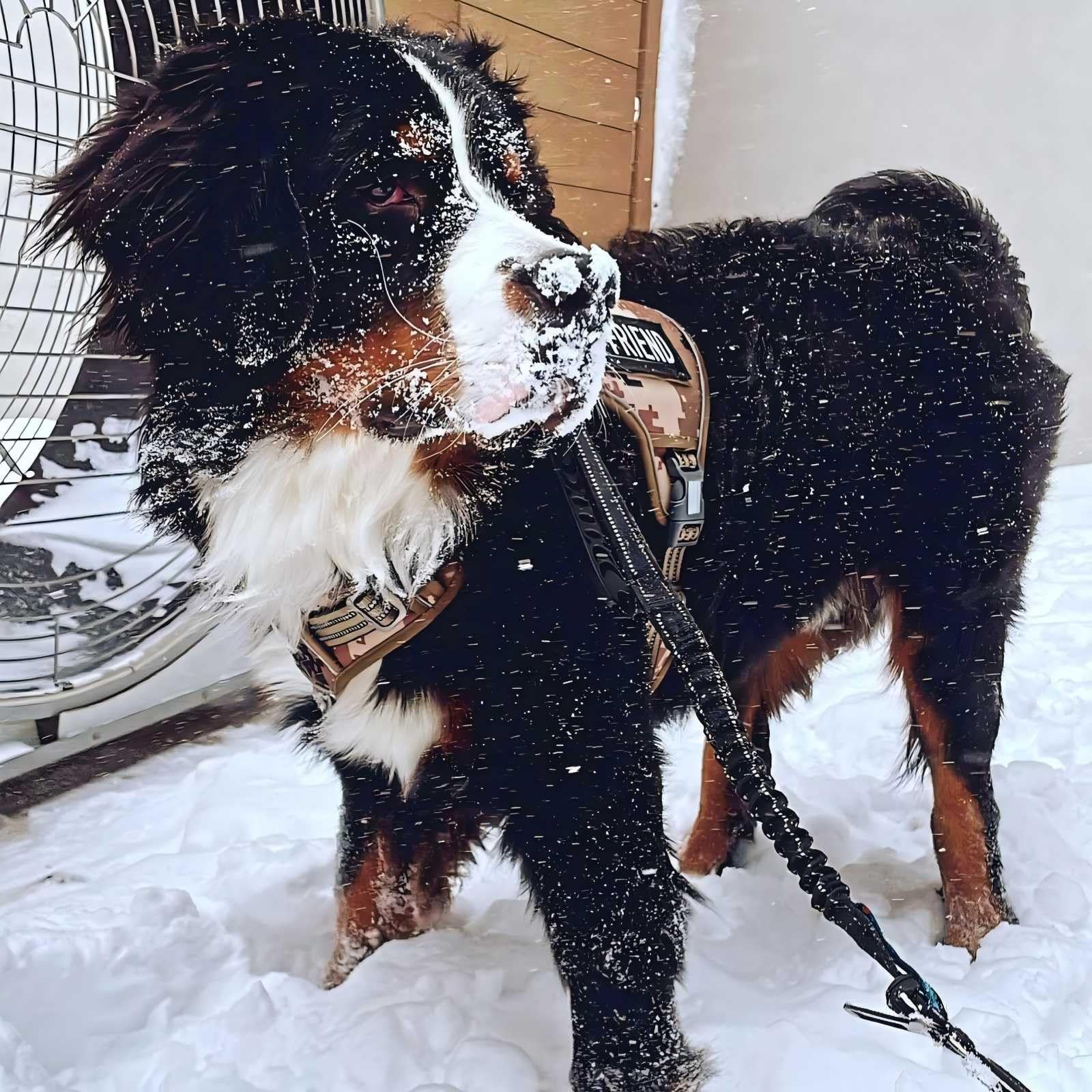 AUROTH breathable air mesh keeps dogs cooler during activity.