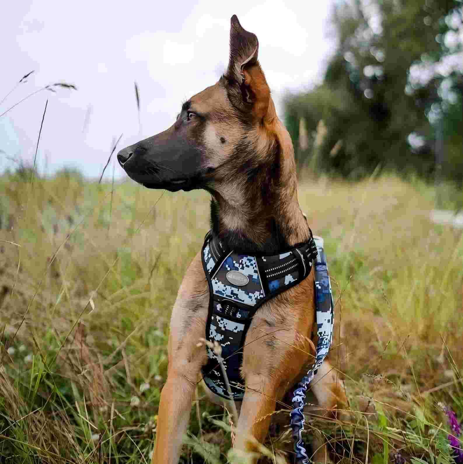 Breathable mesh lining and padding keep dogs comfortable