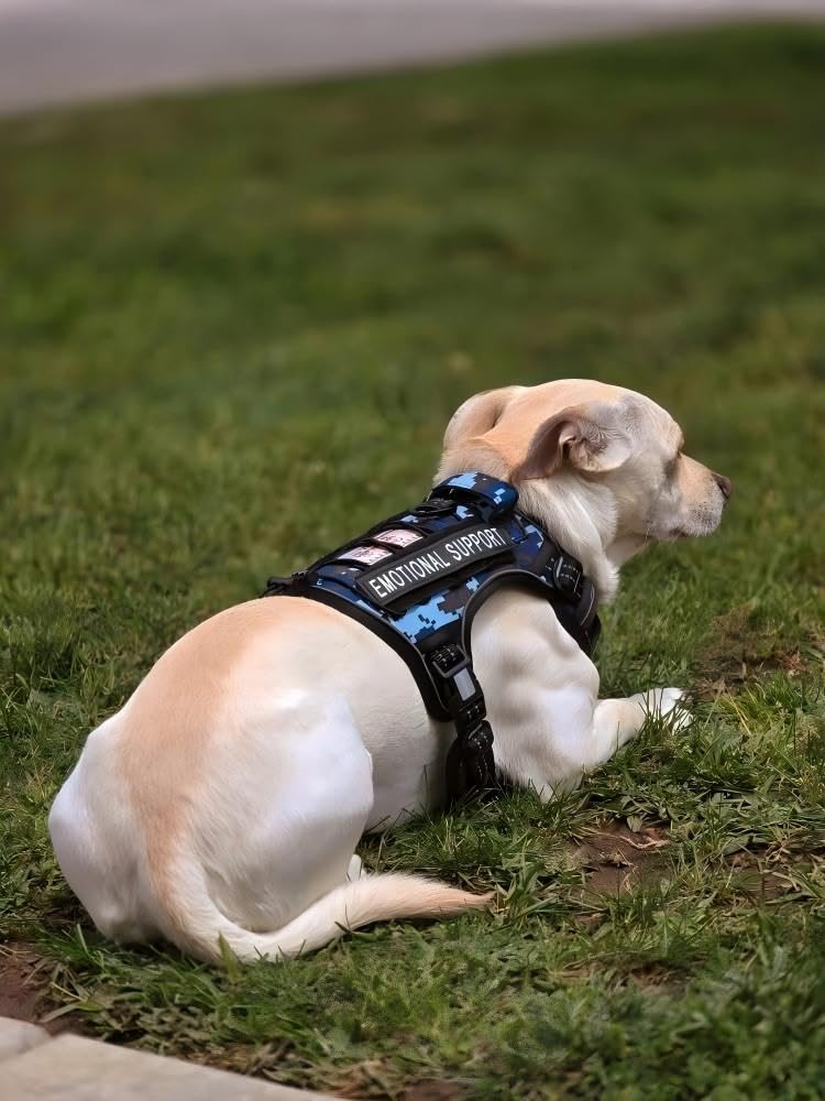 Reflective trim on AUROTH harness improves visibility during dusk walks