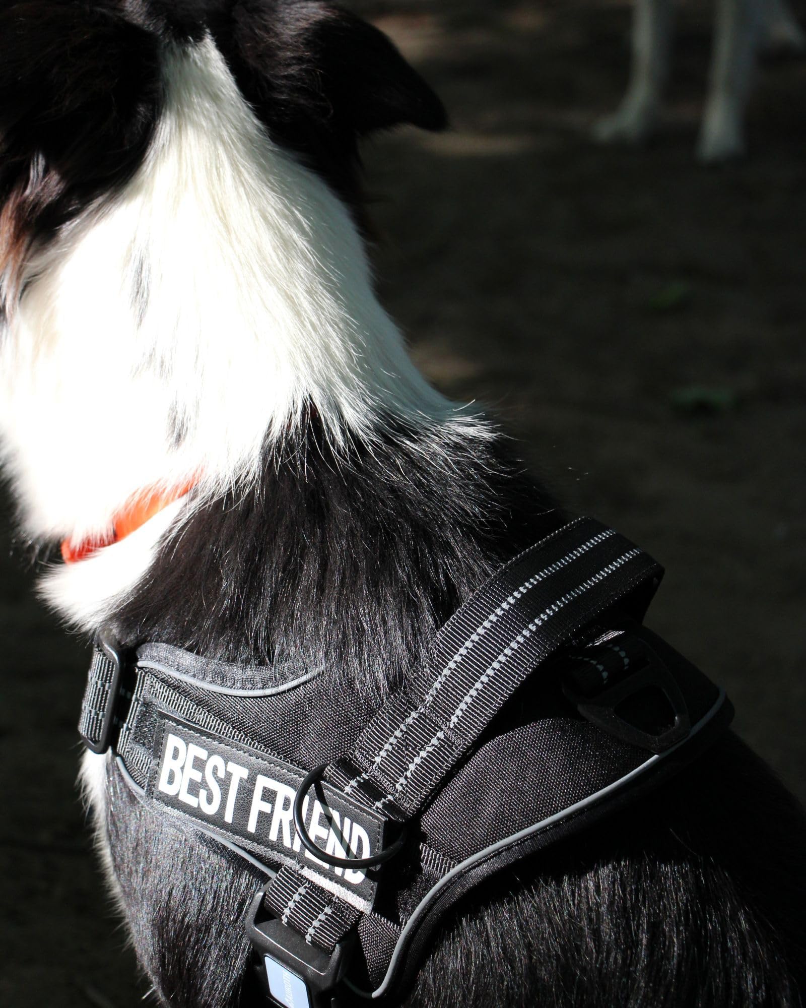 AUROTH harness elastic band secures safety light.