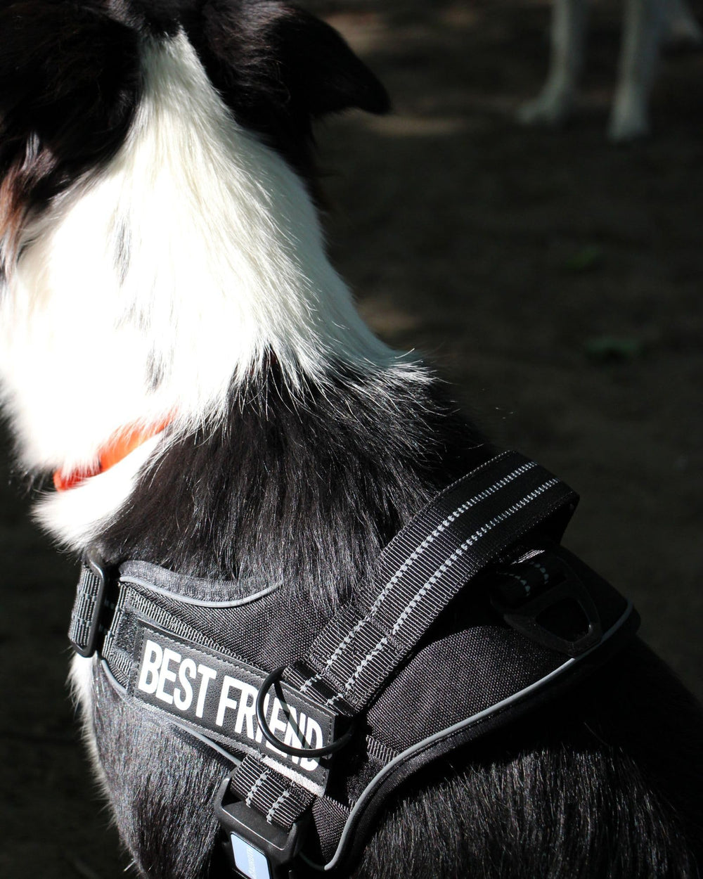 AUROTH harness elastic band secures safety light.