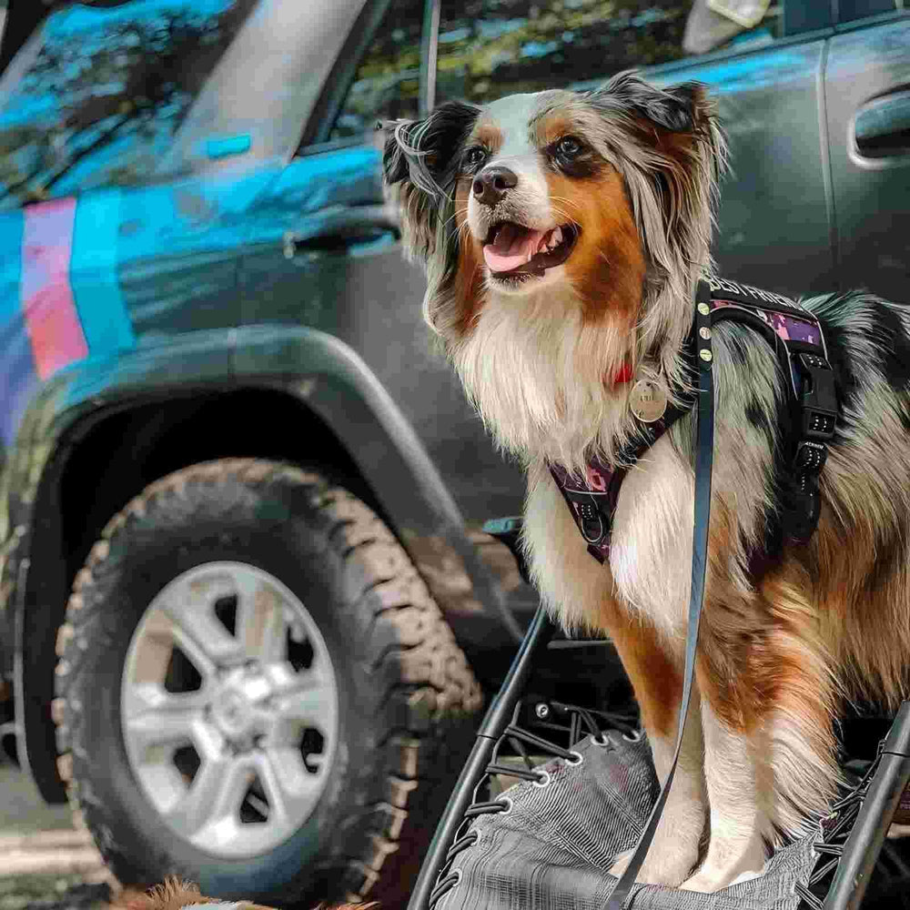 AUROTH back-clip harness suited for casual walks and jogging.