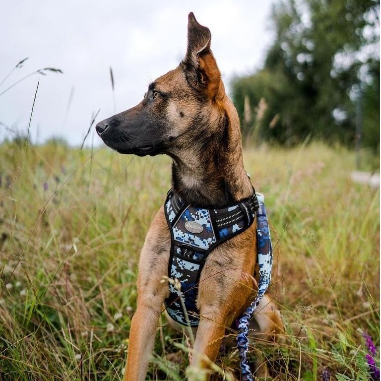 AUROTH Harness breathable air mesh keeps dogs cool during activity.