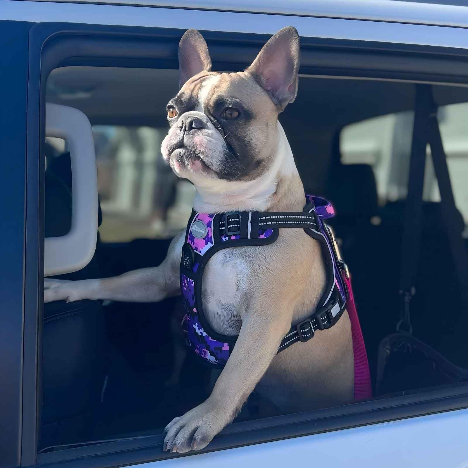 AUROTH padded air-mesh harness delivers durability and comfort.