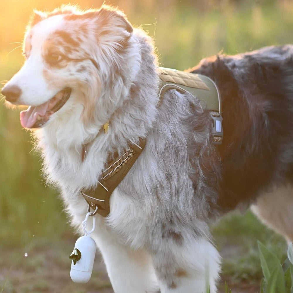 AUROTH Tactical Dog Harness front no-pull clip enables training control