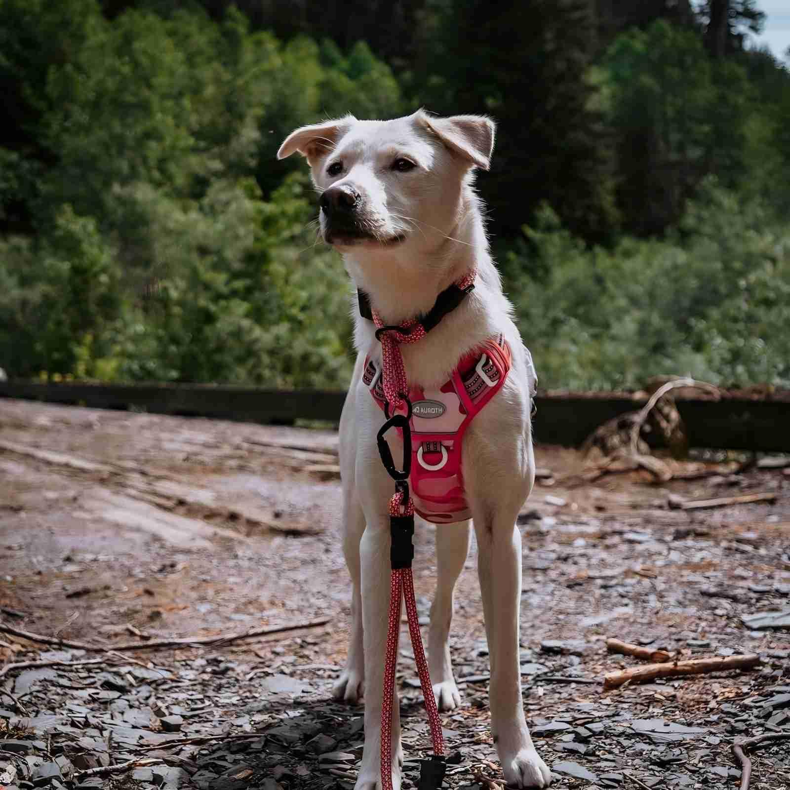 AUROTH tactical dog harness MOLLE badge BEST FRIEND on chest