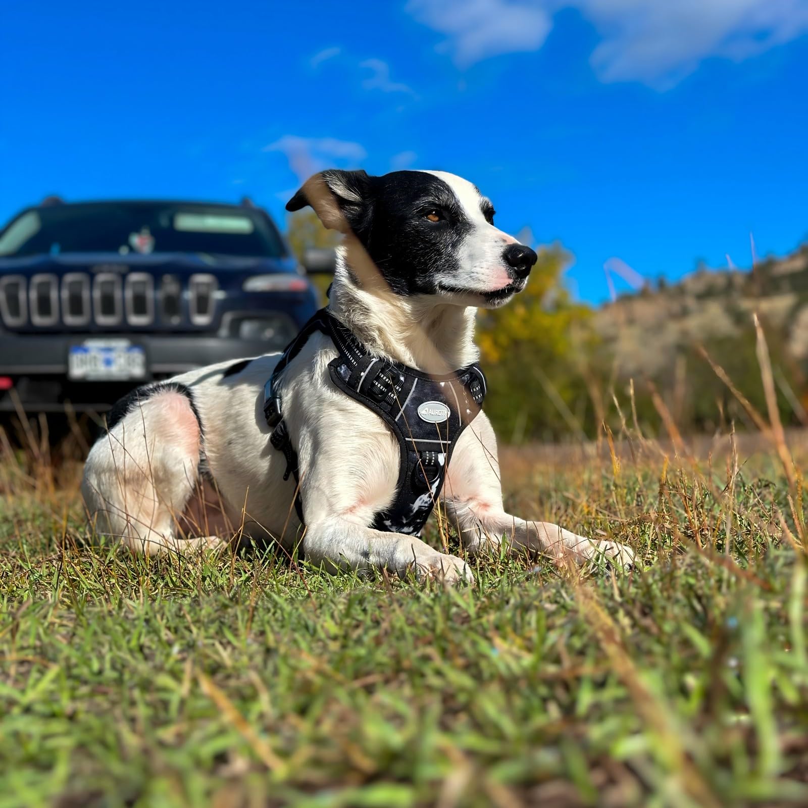 AUROTH Tactical Dog Harness padded shoulders ensure comfortable wear.