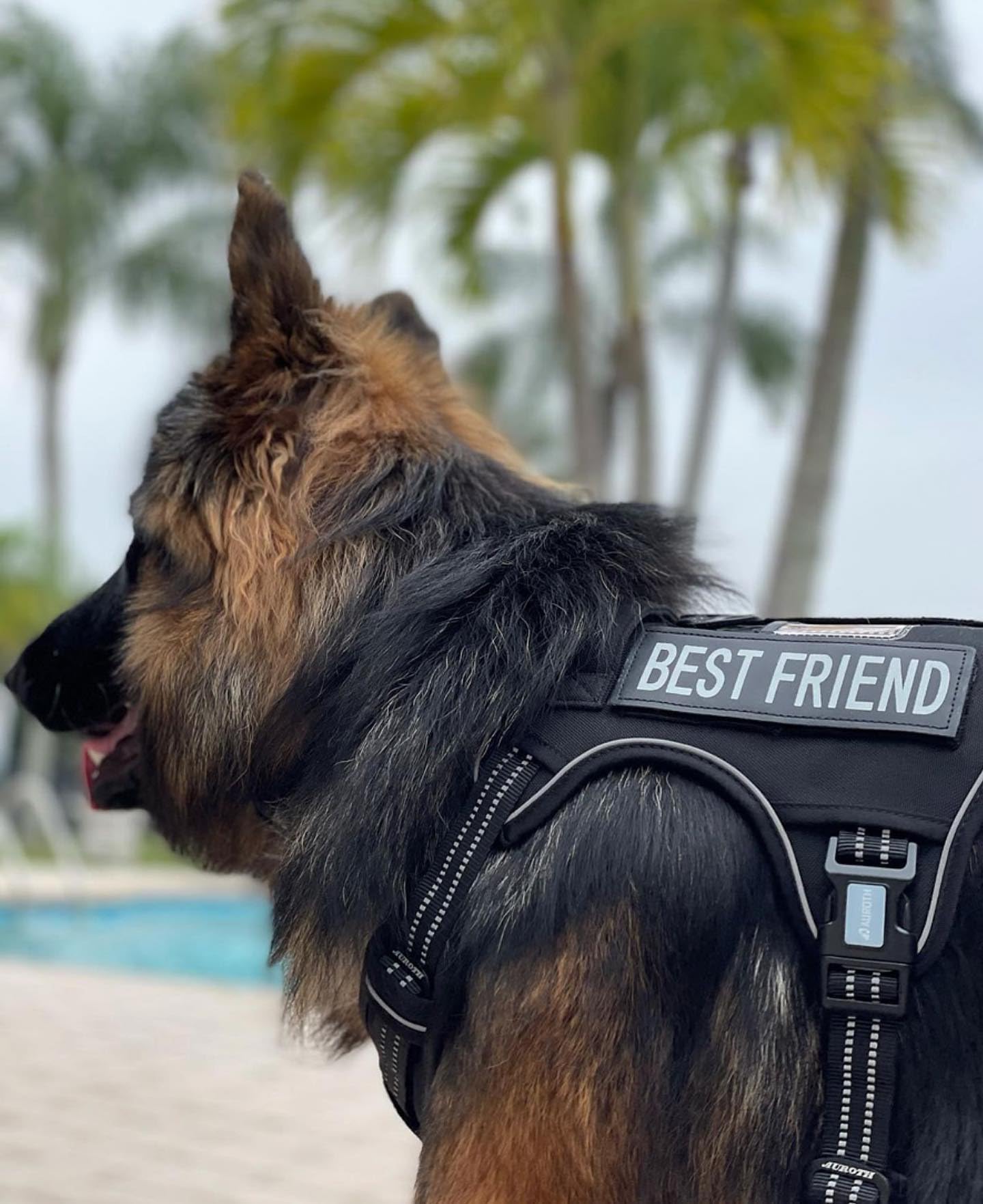 AUROTH dual leash attachment points offer front no-pull control and back walks.