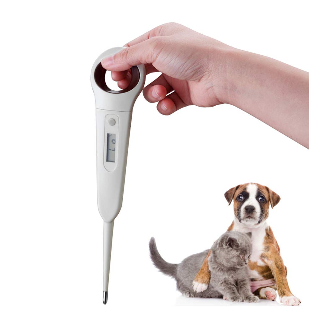 Aurynns Pet Digital Anus Thermometer display shows fast readings for quick checks.