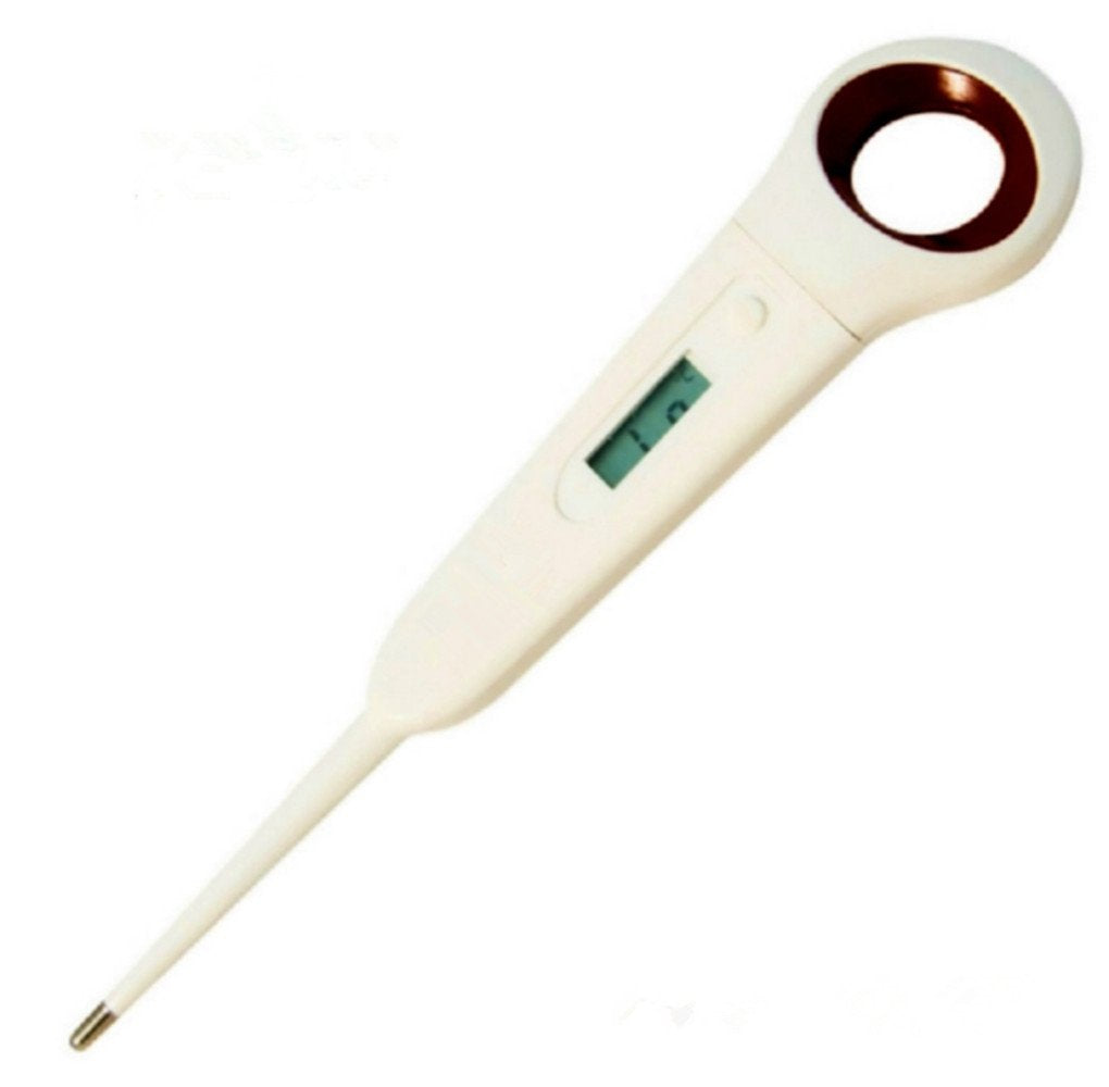 Aurynns Pet Digital Anus Thermometer in use with a calm pet.