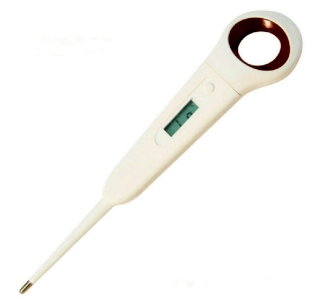 Aurynns Pet Digital Anus Thermometer in use with a calm pet.