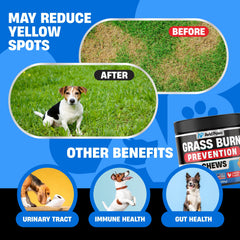 Avid Paws Green Grass Chews closeup with chicken flavor appealing to dogs daily protection