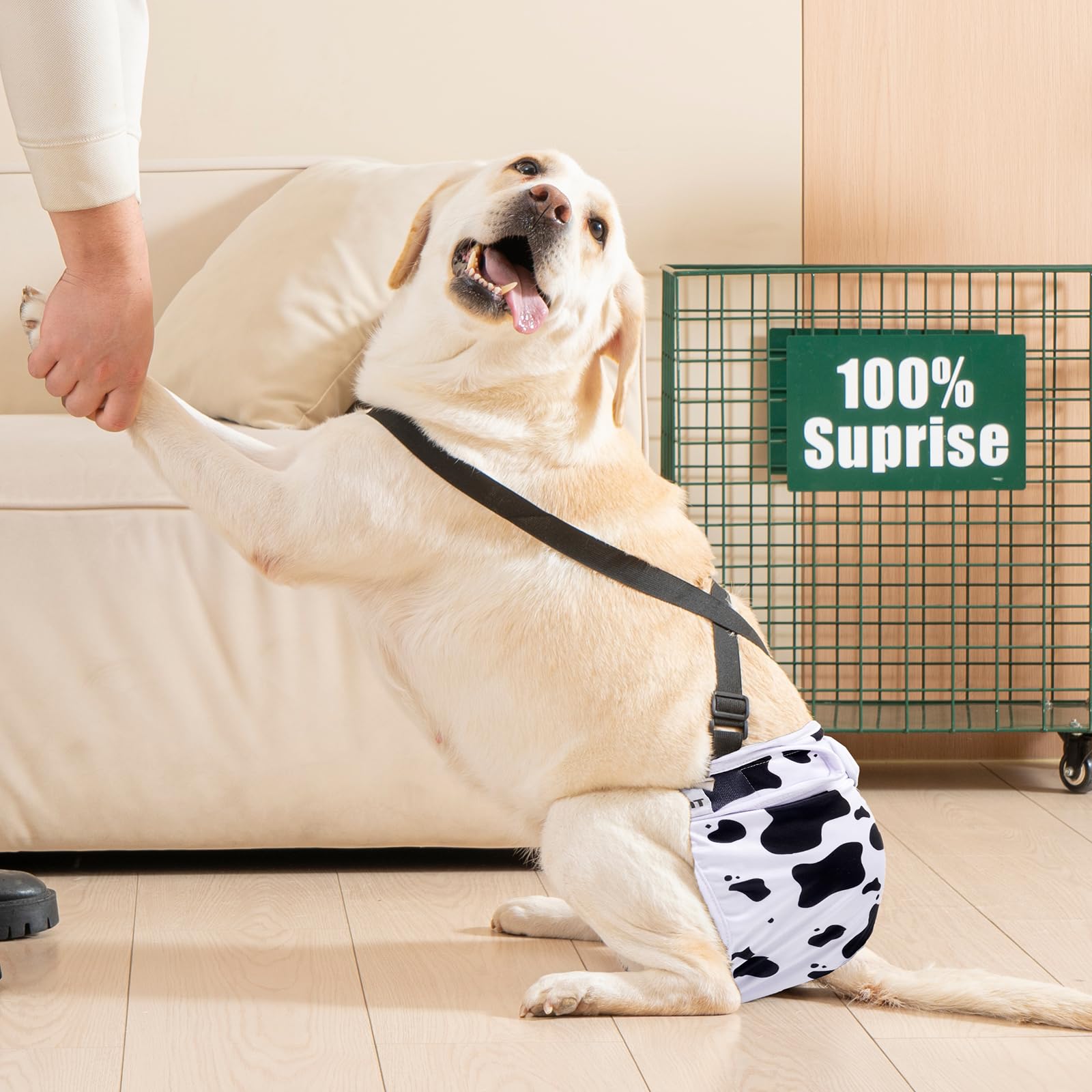 Avont dog in heat wearing diaper in real-life scenario for discreet protection.
