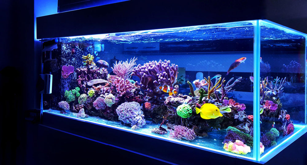 Awesome Aquatic CG8-H and SBG1P-OH-ID media blend reduces TDS effectively.