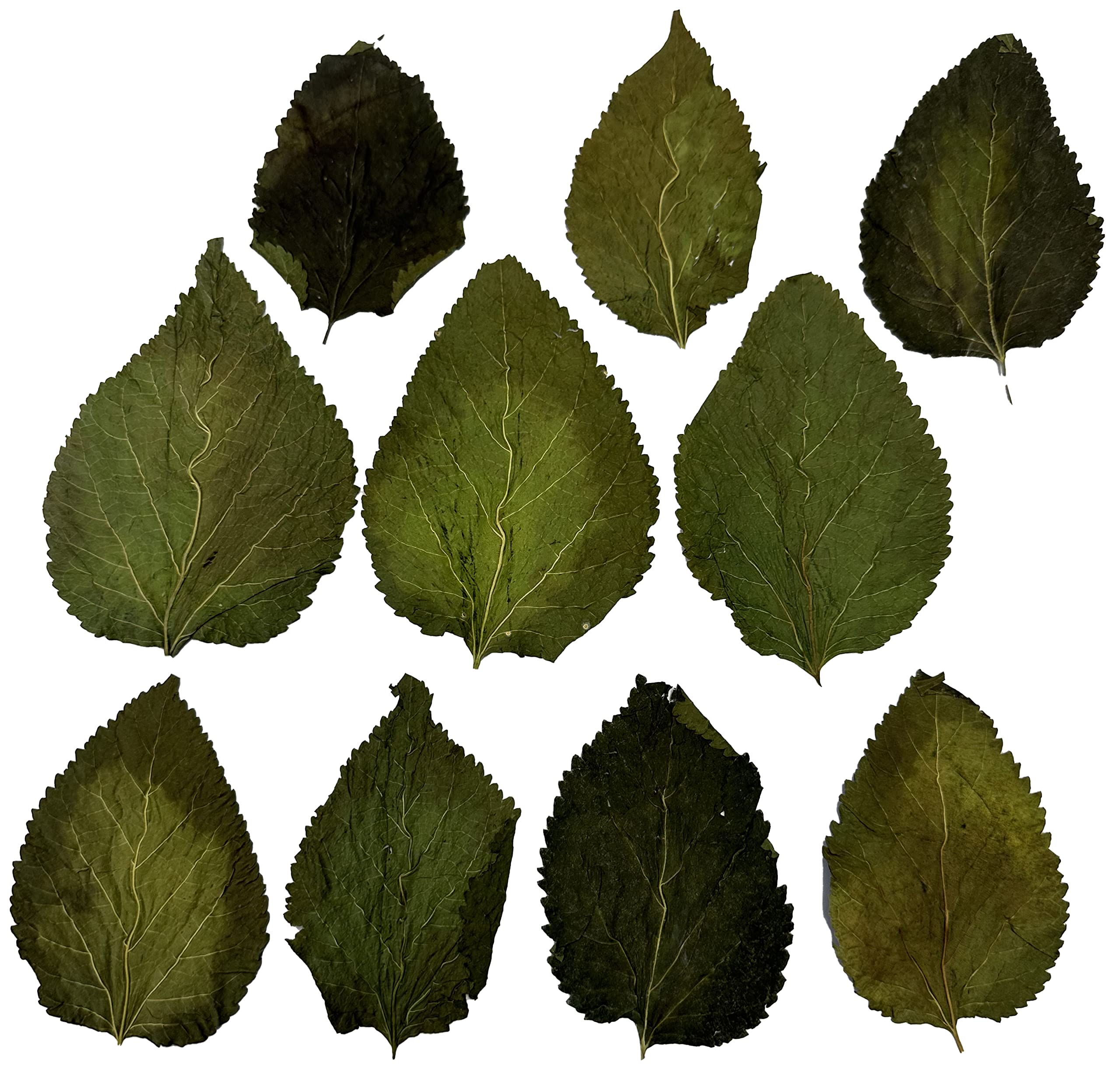 Awesome Aquatic alder cones promote tannins and blackwater habitat for shrimp