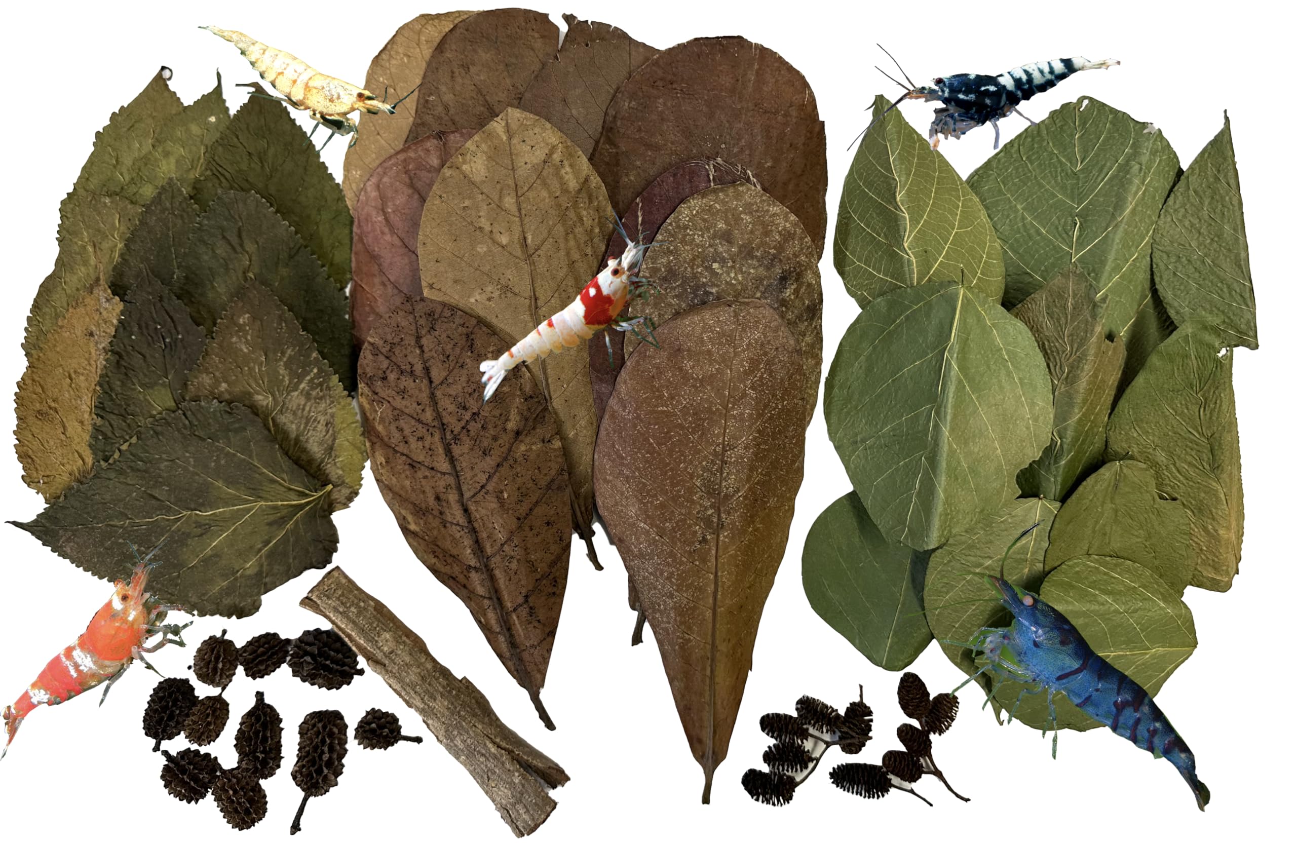 Awesome Aquatic catappa leaves boost habitat quality with natural tannins for shrimp health