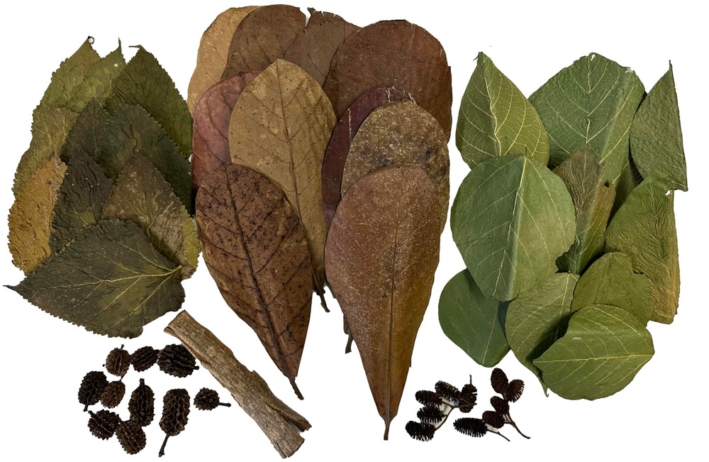 Awesome Aquatic mulberry leaves provide nutrients for shrimp and biofilm support