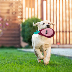 AWOOF crinkle squeaky dog toy bear for bite-friendly long-lasting play