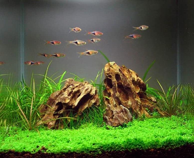 AWXZOM 4-4lb dragon rock pack offers natural sculpture for aquariums.