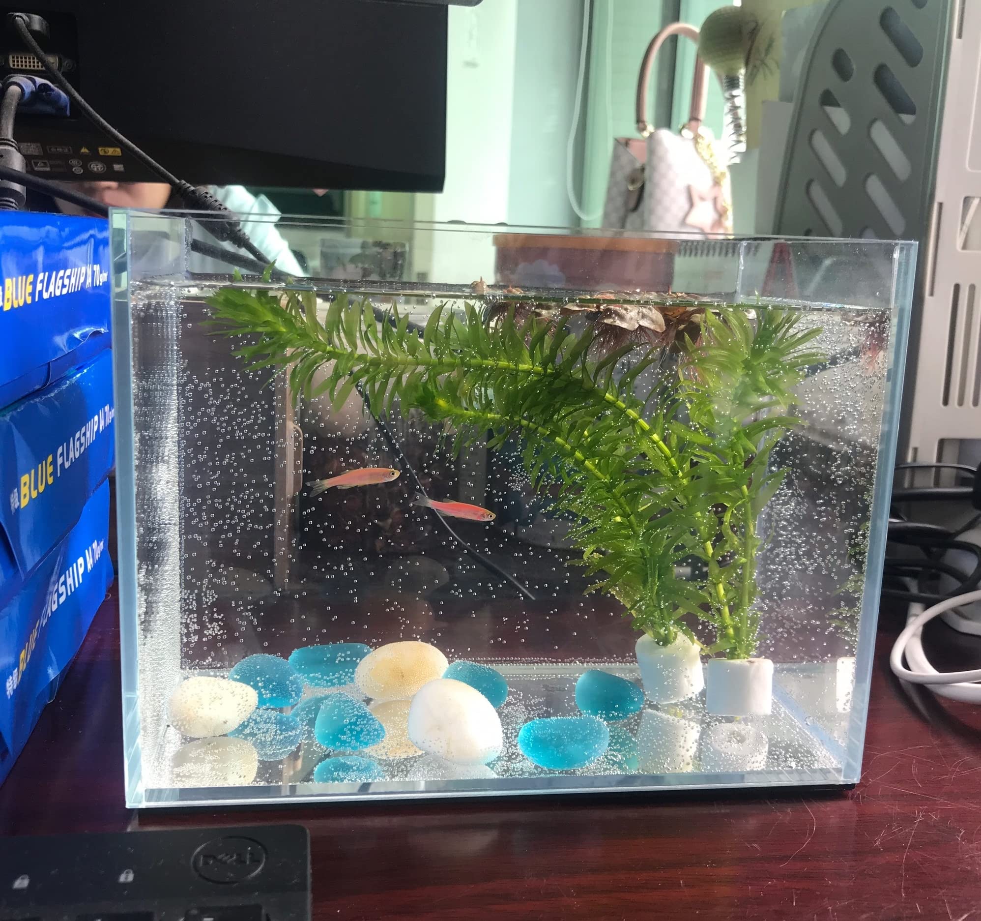AWXZOM betta fish tank interior layout indicates easy conditioning and decor.