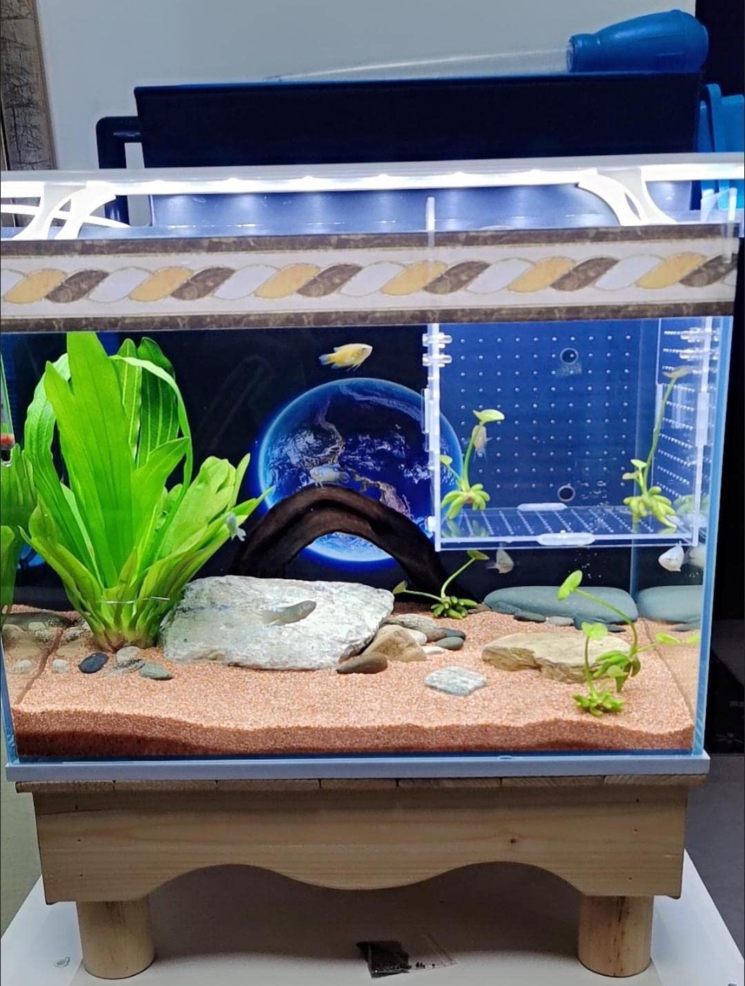 AWXZOM isolation box provides a clear view for monitoring fry.