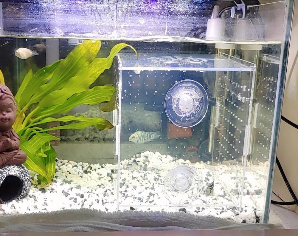AWXZOM breeding setup suitable for clownfish and guppy rearing.