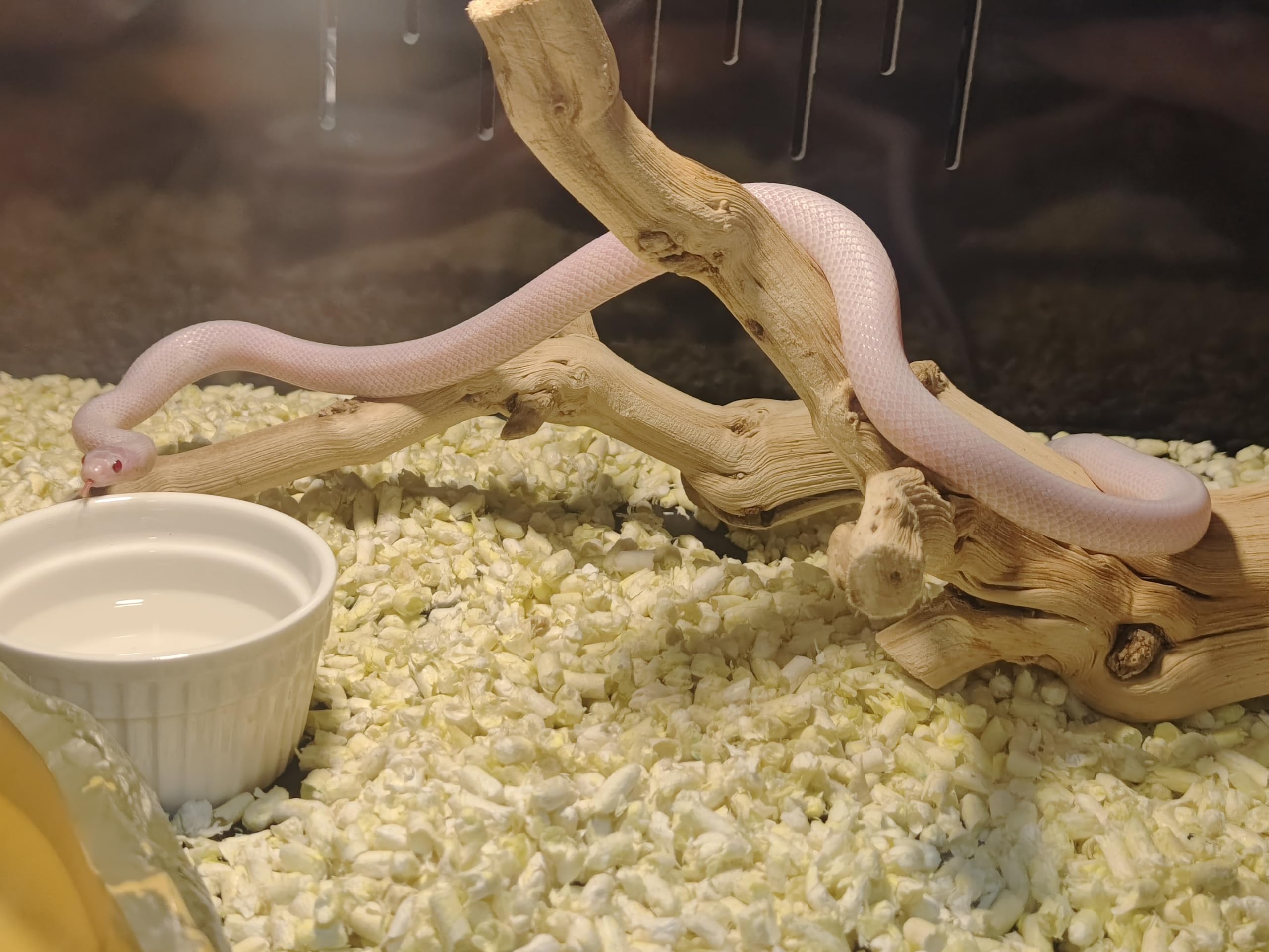 AWXZOM natural grapewood branch for terrarium with varied grain