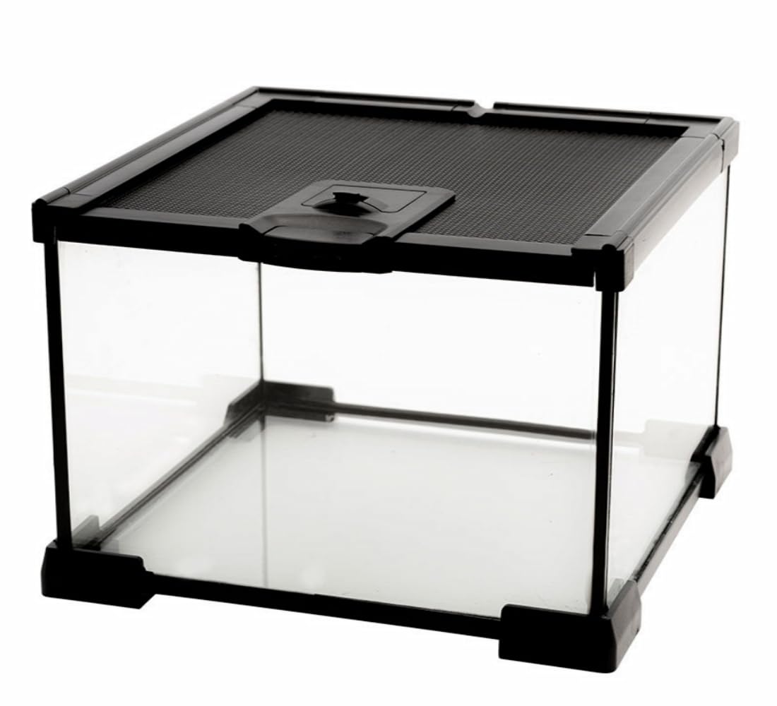 AWXZOM mini glass terrarium front view provides a clear window for easy pet observation.
