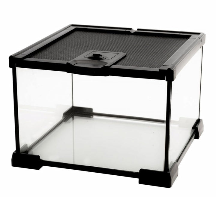 AWXZOM mini glass terrarium front view provides a clear window for easy pet observation.