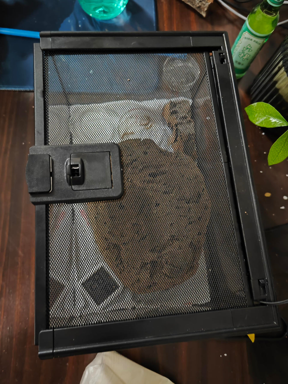 AWXZOM mini reptile glass terrarium compact design suitable for desks and shelves