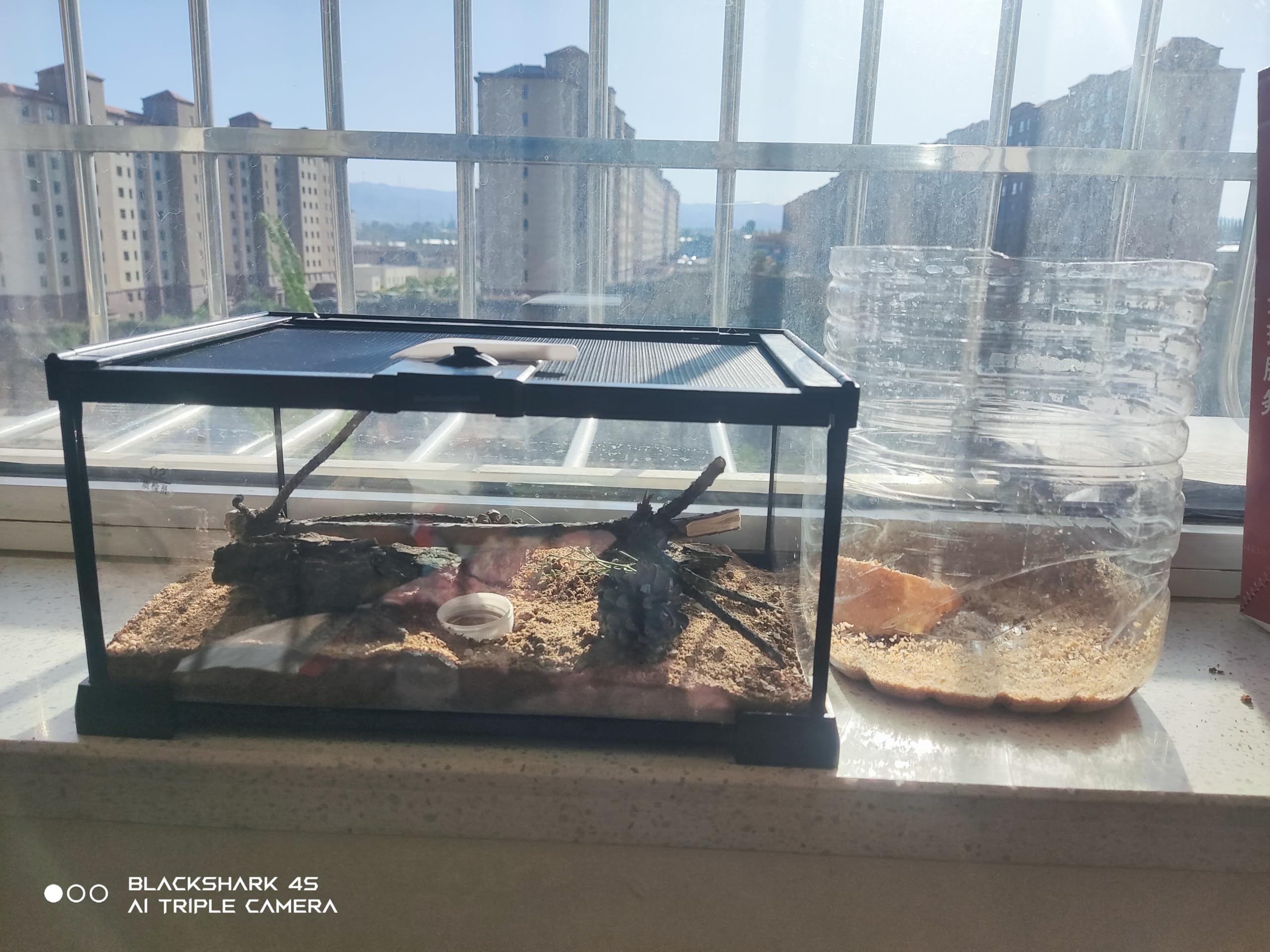 AWXZOM mini reptile glass terrarium top opening for quick checks and access