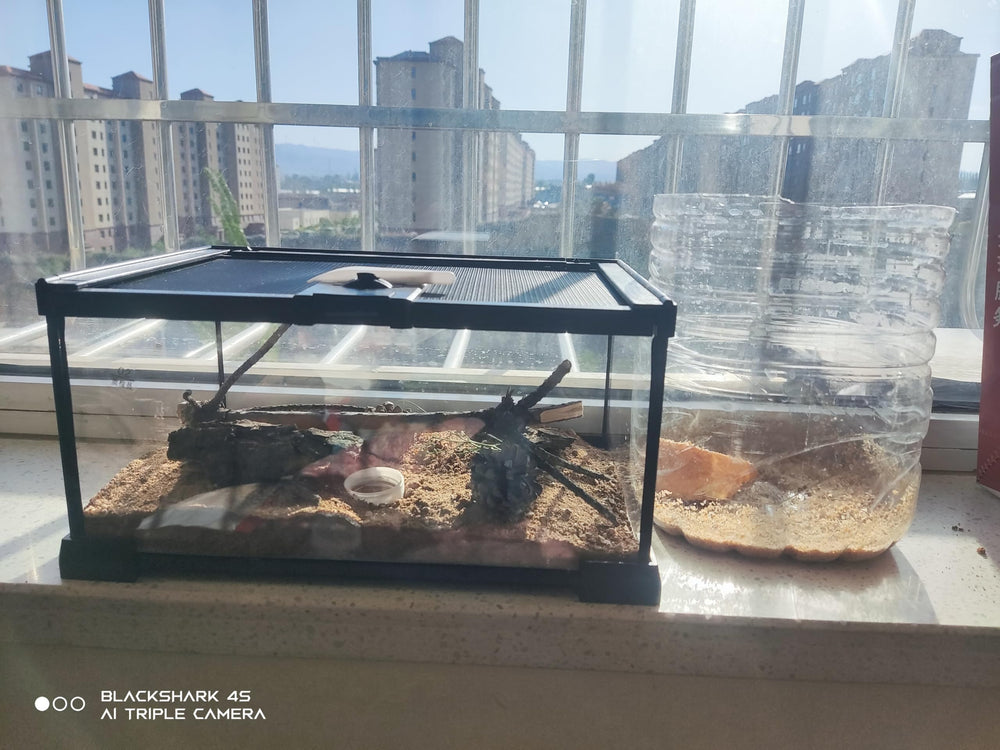 AWXZOM mini reptile glass terrarium top opening for quick checks and access