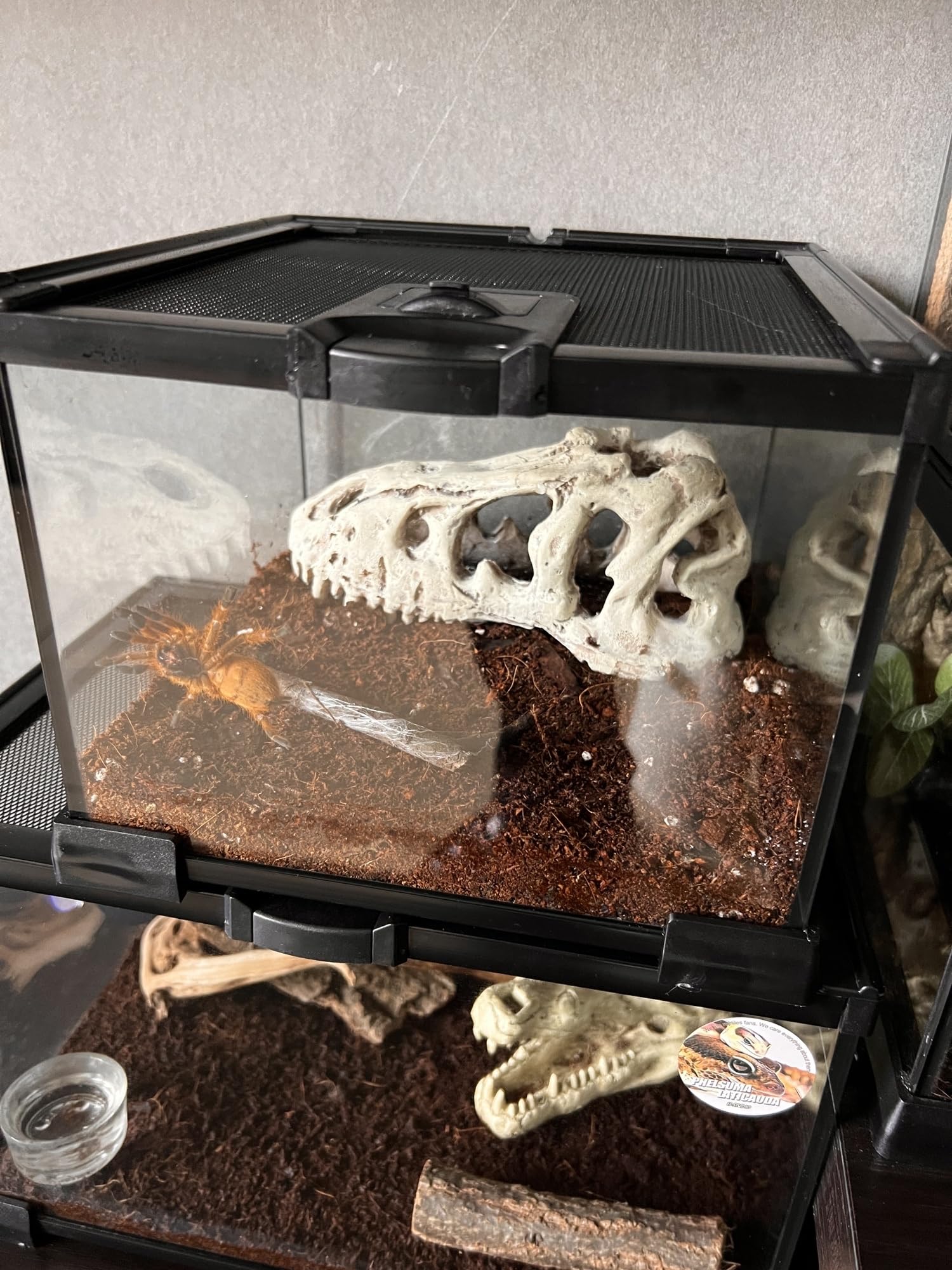 AWXZOM compact design terrarium fits tight spaces while maintaining clear visibility.