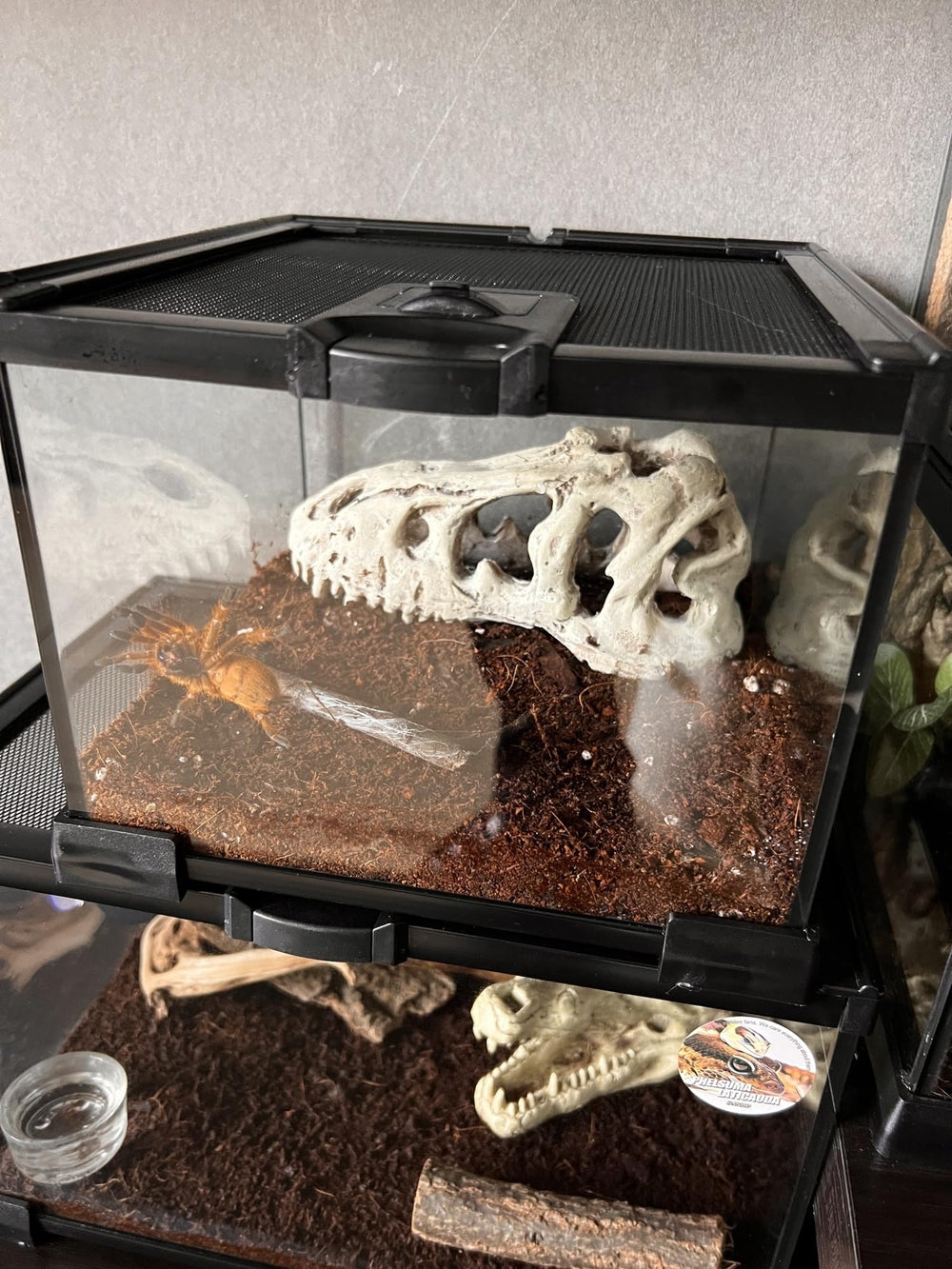 AWXZOM compact design terrarium fits tight spaces while maintaining clear visibility.