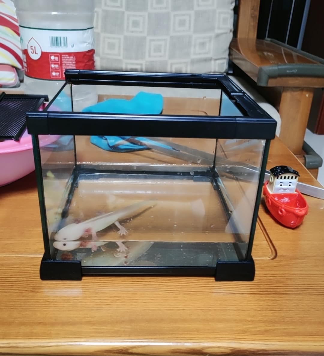 AWXZOM mini terrarium supports small reptile and amphibian habitats with versatile use.