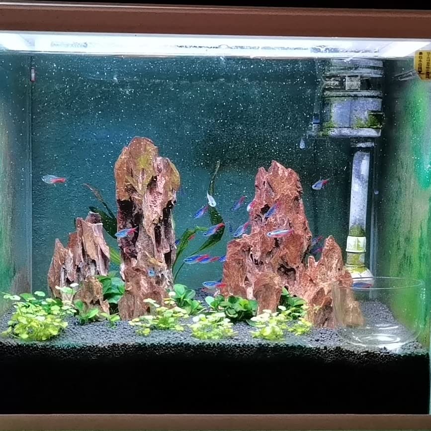 AWXZOM dragon rock provides shrimp hiding places and natural refuge.