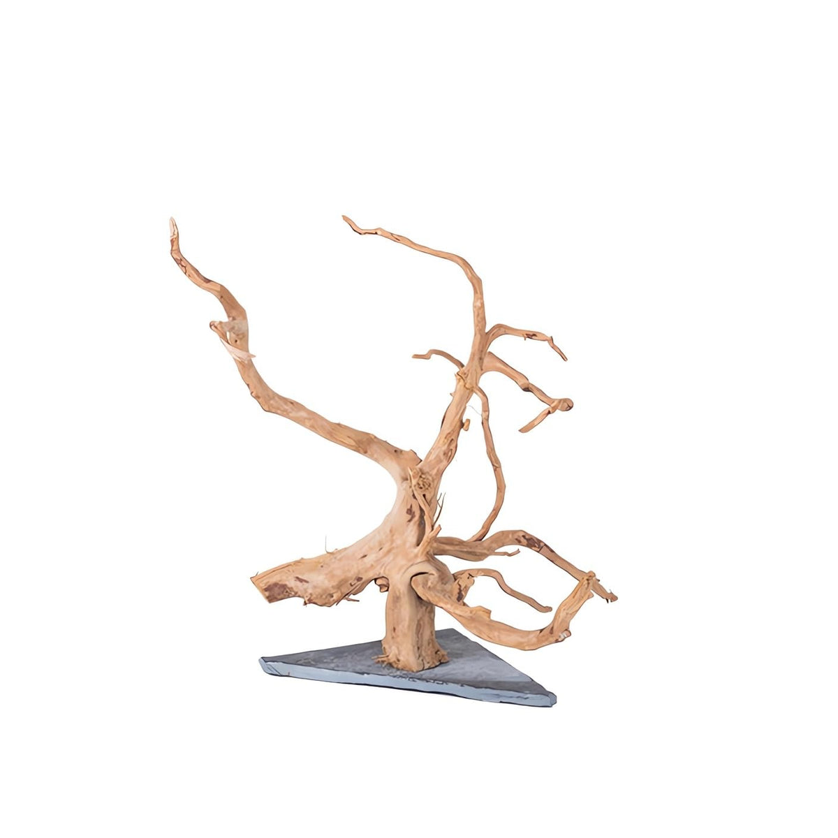 AWXZOM Spiderwood 9-14 inch in aquarium adds natural structure and hiding spots.
