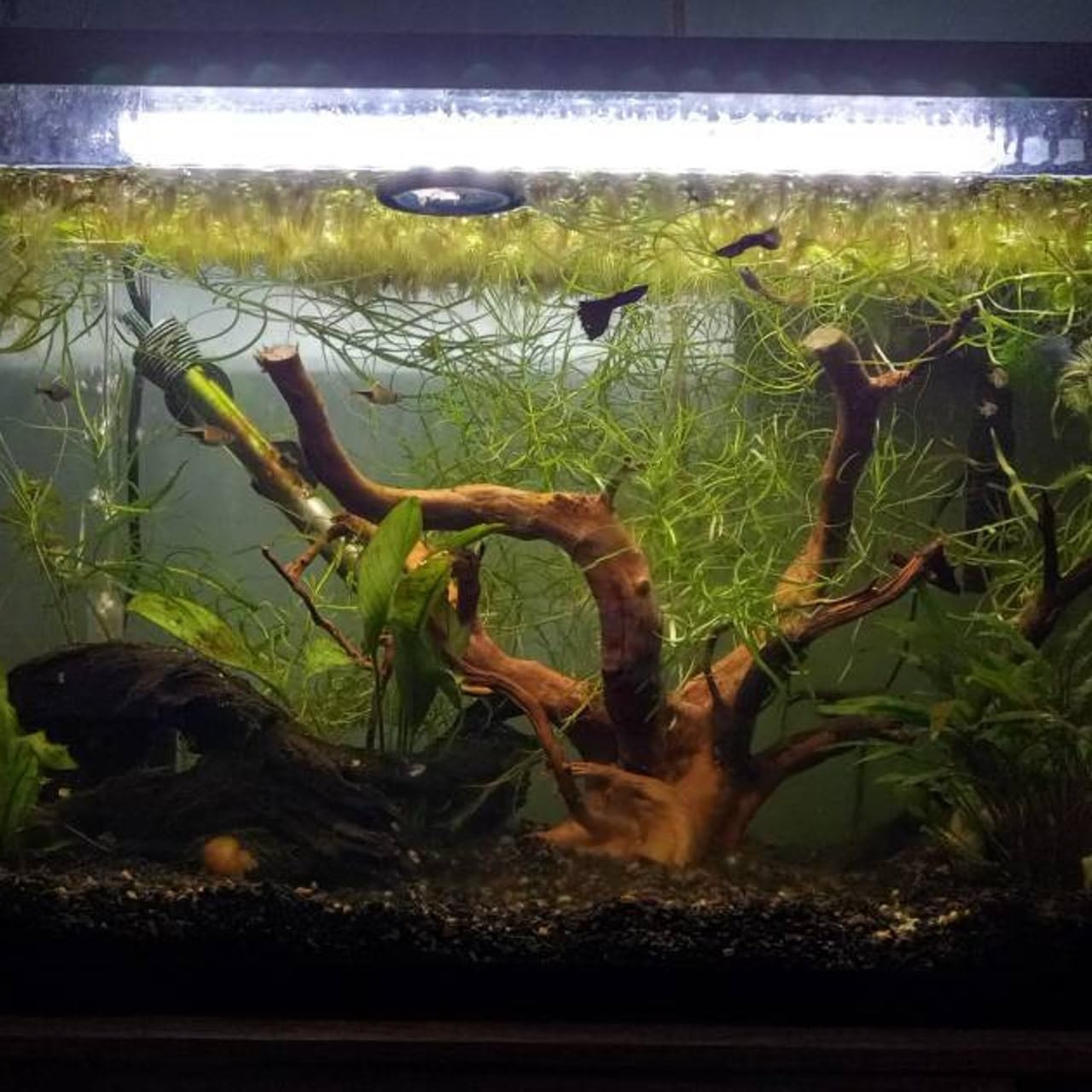 AWXZOM Spiderwood moss tree idea enhances terrarium aesthetics.