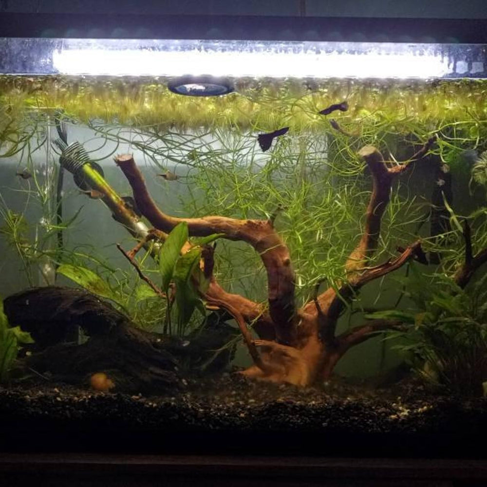 AWXZOM Spiderwood moss tree idea enhances terrarium aesthetics.