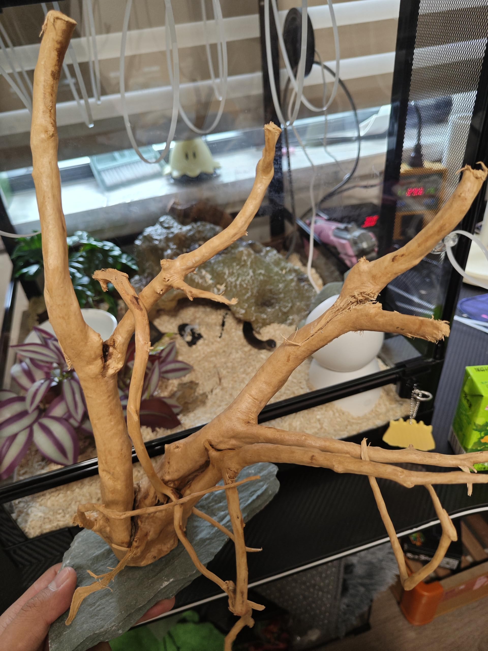 AWXZOM Spiderwood in reptile enclosure for climbing and shelter.