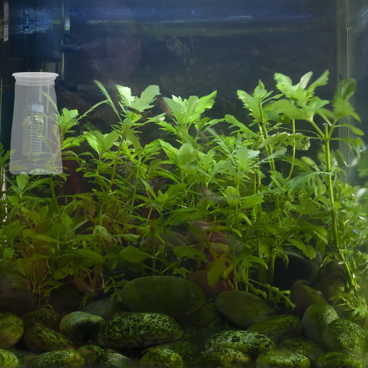 AYWFEY filter sock catching debris and food particles in aquarium