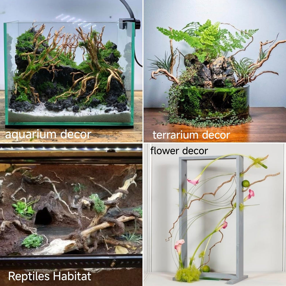 Azil driftwood for aquariums enhances habitat with shelter for small fish and shrimps.