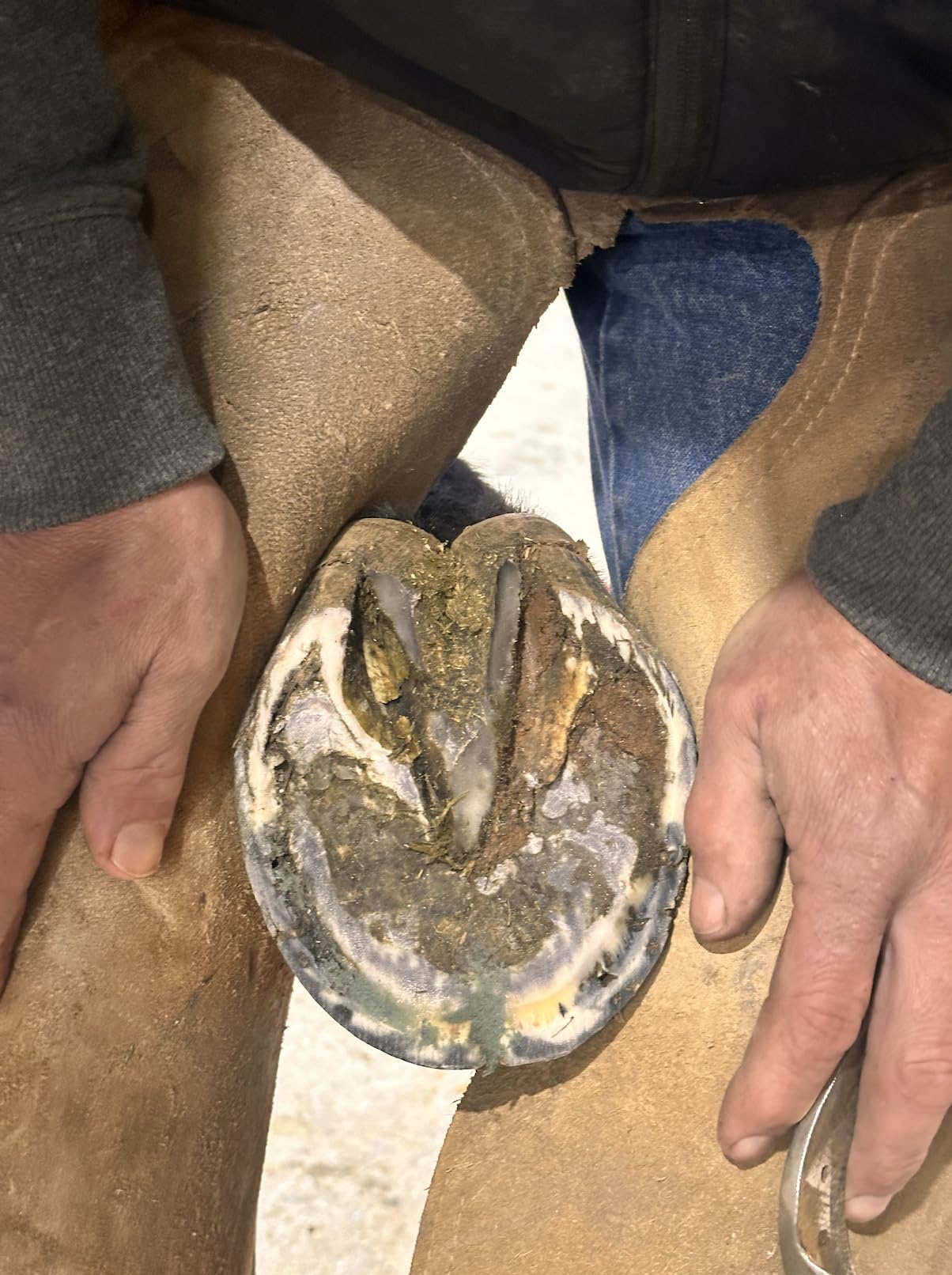 B Gone Hoof Clay horse care: supports clean, professional-maintenance hoof routines.