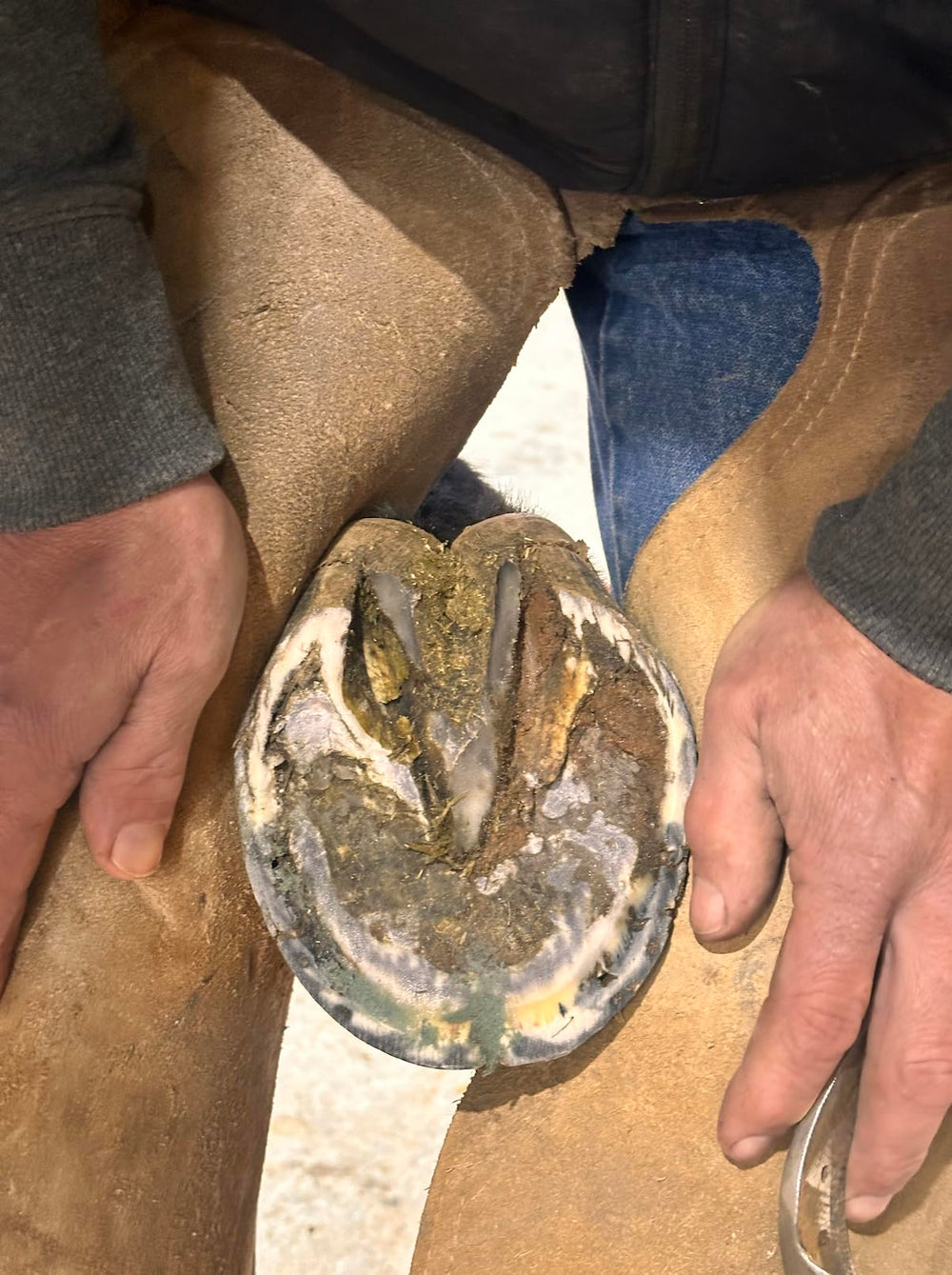 B Gone Hoof Clay horse care: supports clean, professional-maintenance hoof routines.